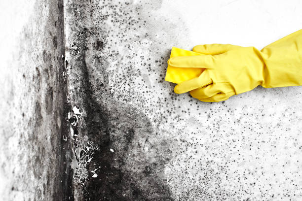 Best Crawl Space Mold Removal  in Coatesville, PA