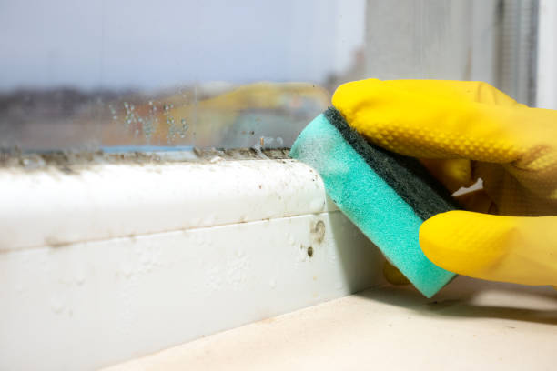 Best Mold Cleaning Services  in Coatesville, PA