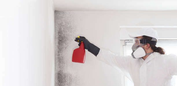Attic Mold Removal in Coatesville, PA