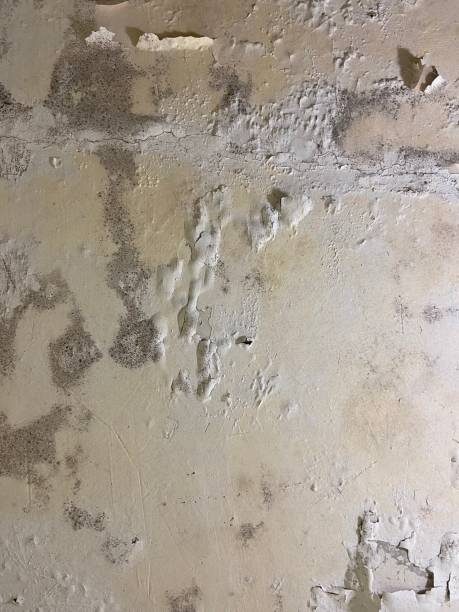 Best Black Mold Removal  in Coatesville, PA
