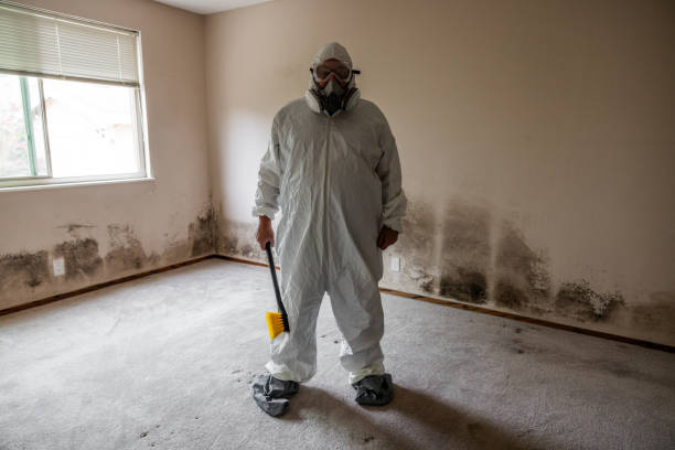 Best Local Mold Removal Service  in Coatesville, PA