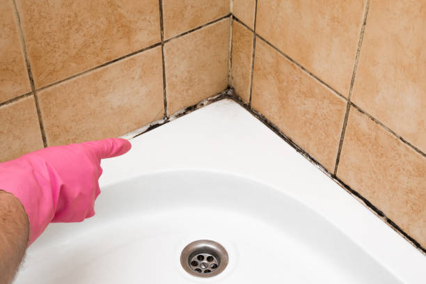 Office Mold Removal Services in Coatesville, PA